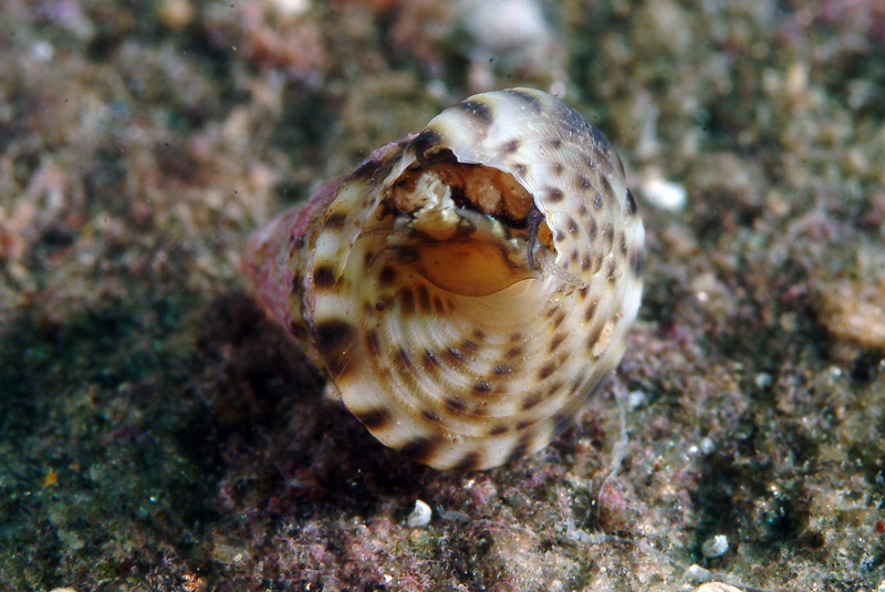 Jujubinus exasperatus